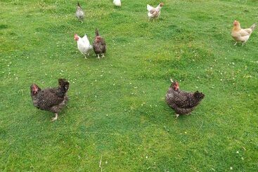 ホテル Green View Lodges