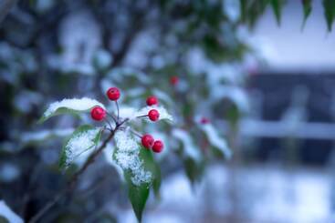 Отель Hoshino Resorts Kai Alps