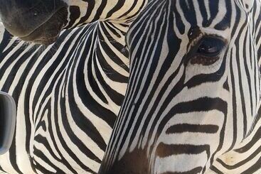 هتل Warthogs Safari Camp