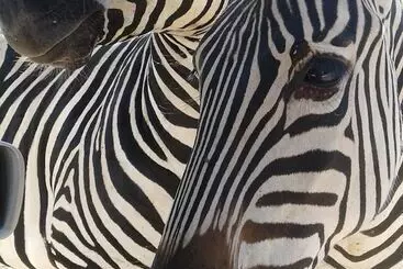 Hôtel Warthogs Safari Camp