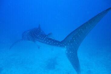 هتل La Cabana Maldives