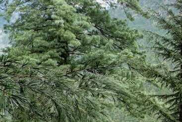 Hotel Parvati Kuteer