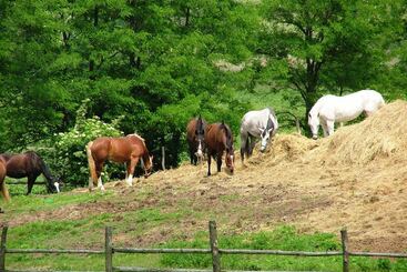 Apartments Prestige Villa Ivica With Daily Reception, Pool & Spa, Restaurant