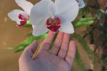 Pensione Templários Ecovilla Pousada