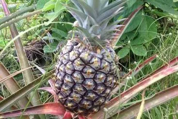 Majatalo Heavenly Hana Paradise