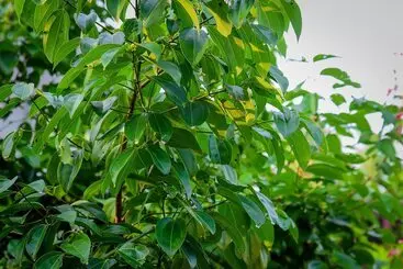 استراحتگاه Ayurveda Villa 386