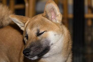 膳宿费 Cavallo Bianco