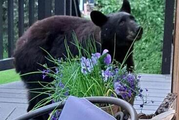 Alaska Chalet Bed & Breakfast