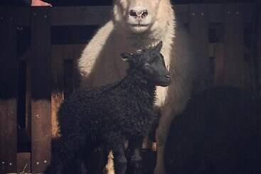 בית מלון כפרי öndólfsstaðir Farm B&b