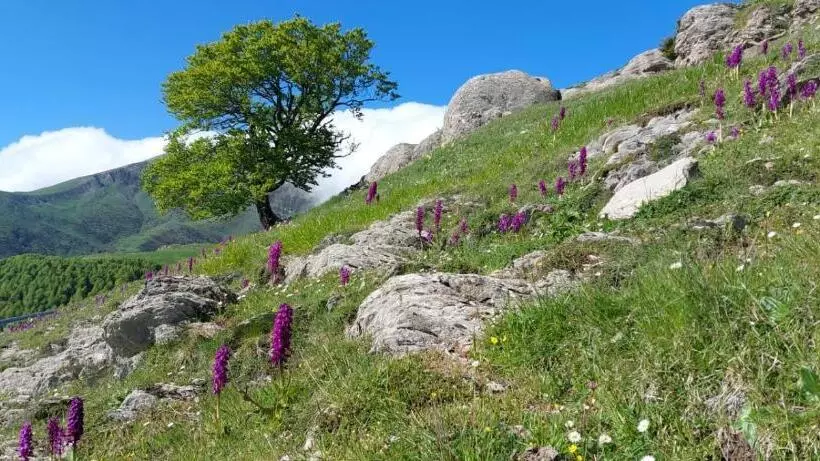 호텔 Hostal Orialde