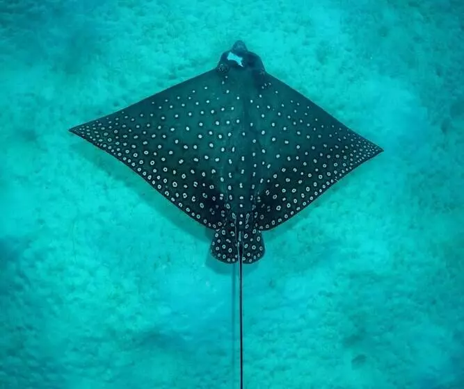 Курорт Heron Island