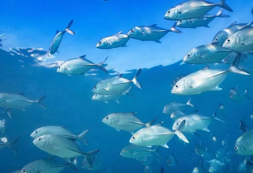 Курорт Heron Island