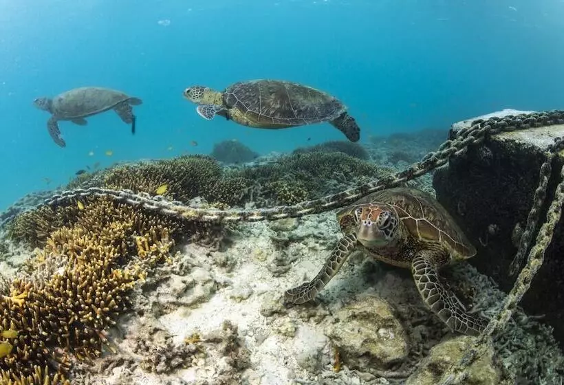 Курорт Heron Island