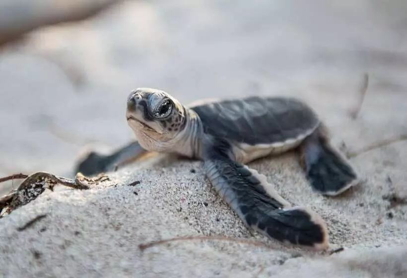 Курорт Heron Island