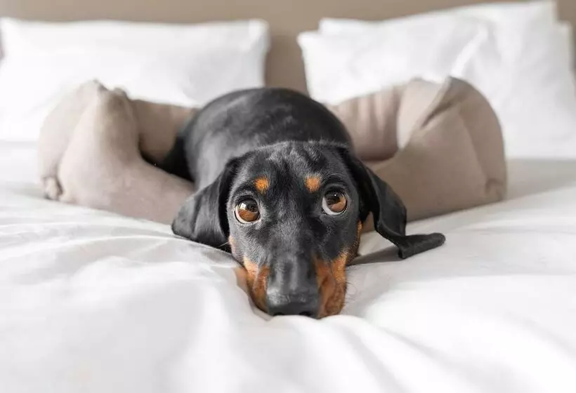 Отель Hôtels Gouverneur Montréal   île Charron