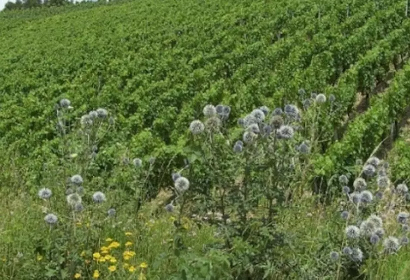 فندق Neumühle Resort & Spa