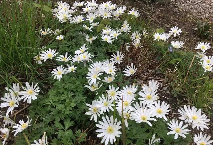 酒店 Bromølle Kro