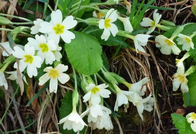 בית מלון כפרי Restaurant La Chaumiere Du Lac
