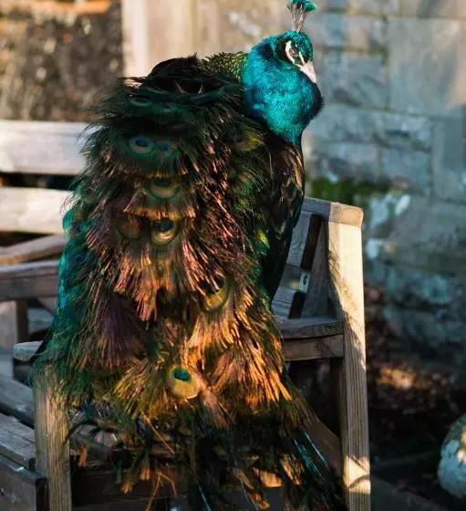 Отель Simonstone Hall