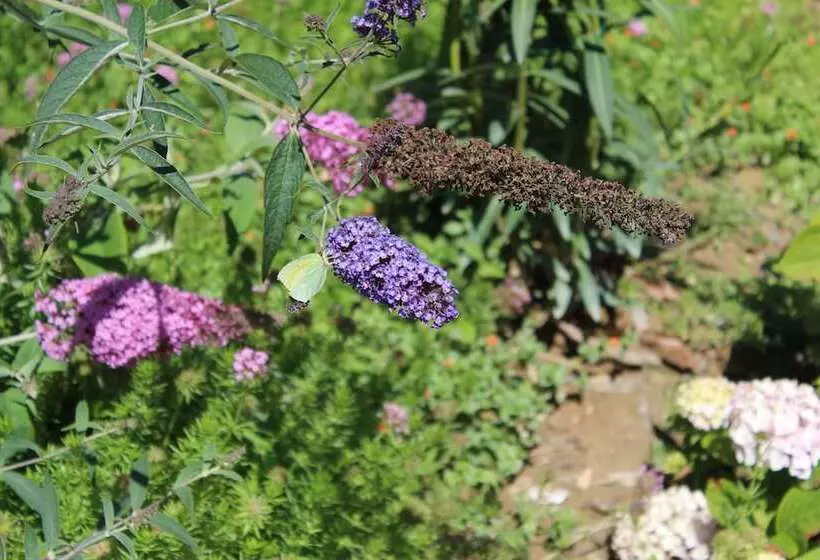 בית מלון כפרי La Pieve