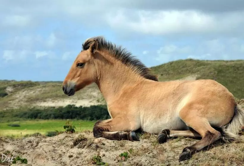 Strandhotel De Vassy