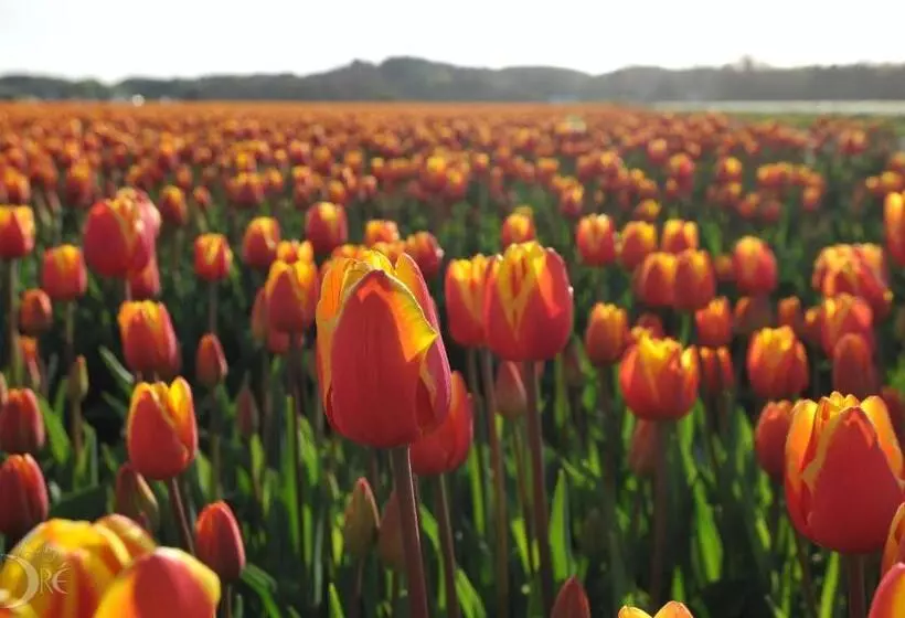 Strandhotel De Vassy