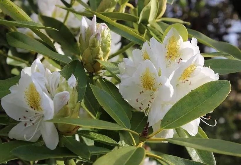 Cedar Lodge Motel Hamilton