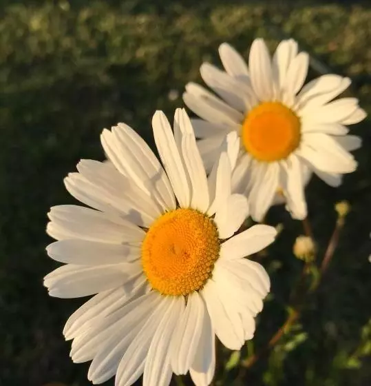 فندق L Magasin 1