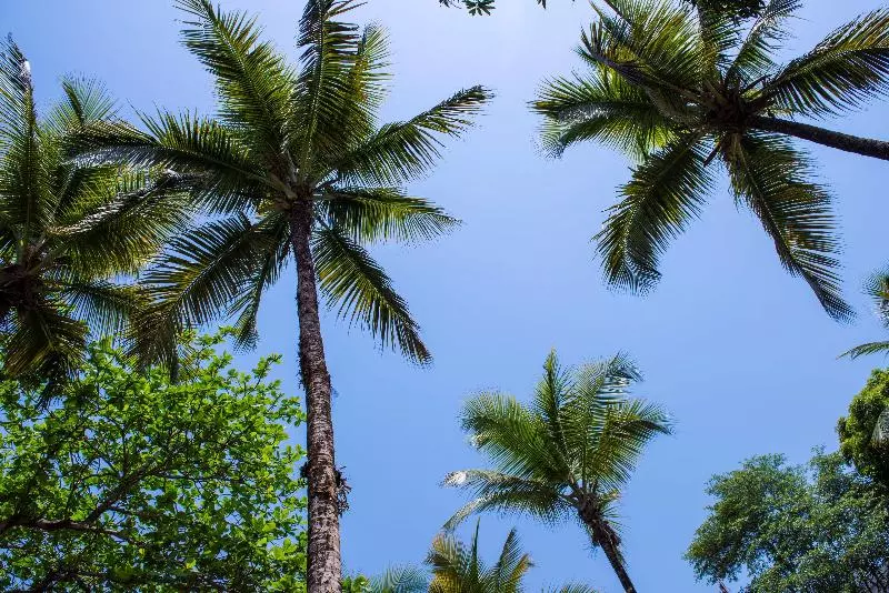 هتل Radisson Blu Mammy Yoko