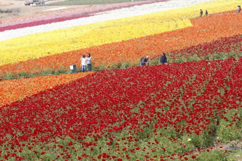 Отель Carlsbad By The Sea