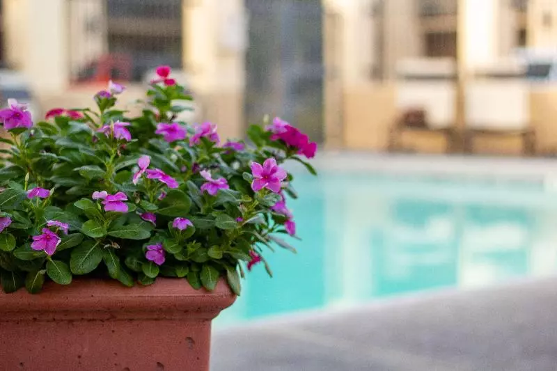 Otel Best Western Plus A Wayfarer S Inn & Suites