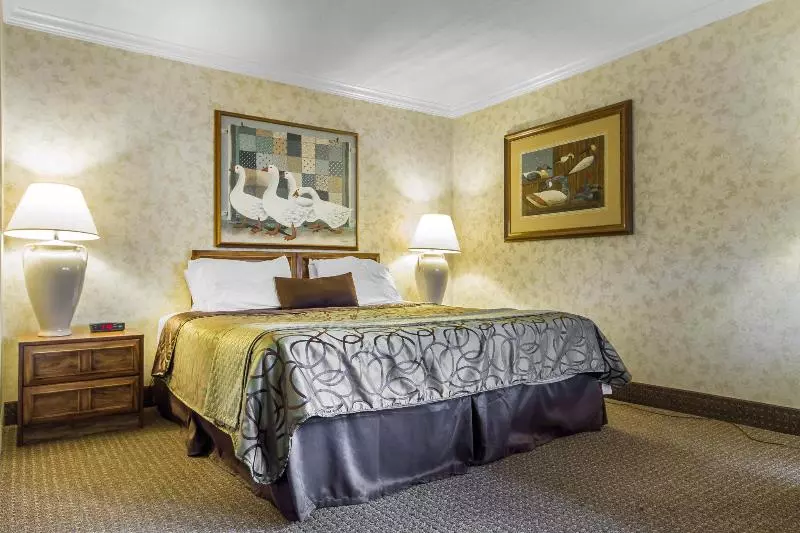 בית מלון כפרי The Vine Inn Davis