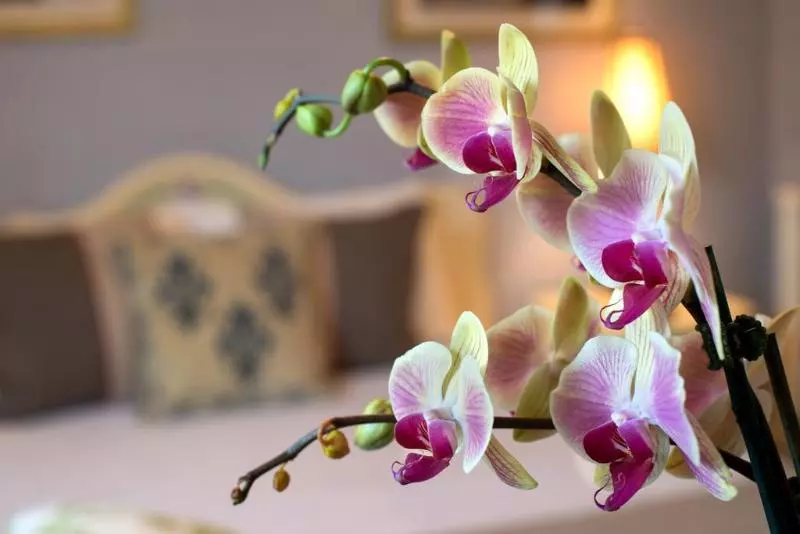 Cornell Hotel De France