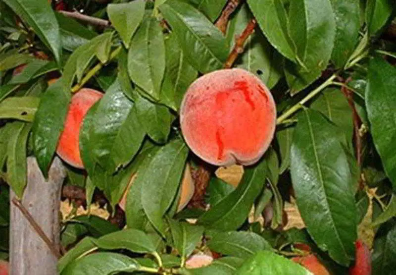 Hotel Courtyard Spokane Downtown At The Convention Center