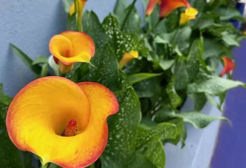 Отель Nation S Inn Of Wake County   Raleigh Crabtree