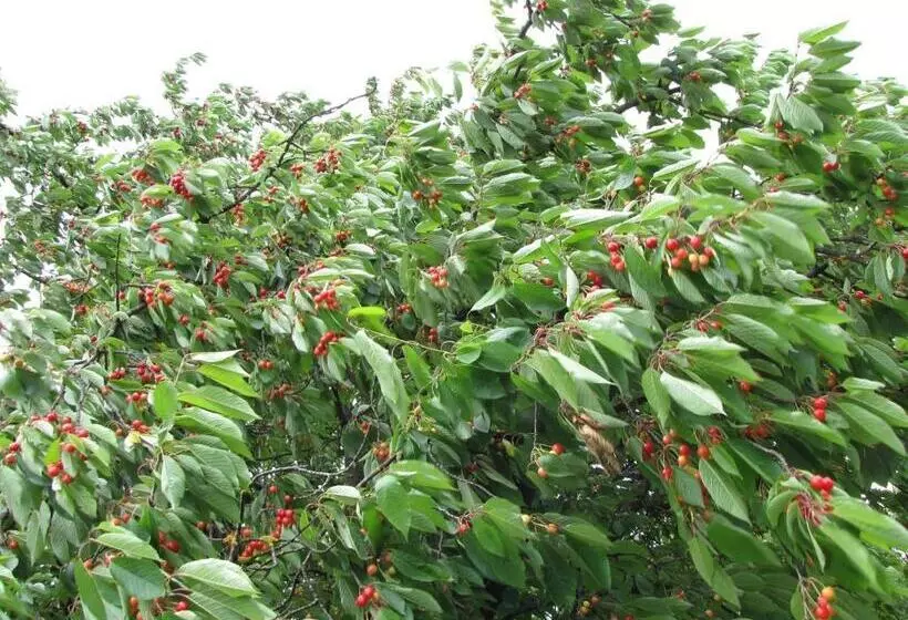 پانسیون Guesthouse Zorko Gostilna Domen