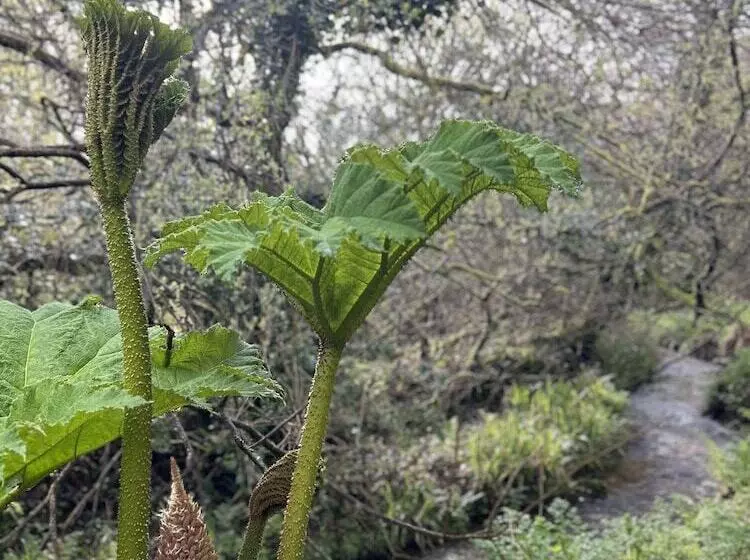 酒店 Trengilly Wartha Inn