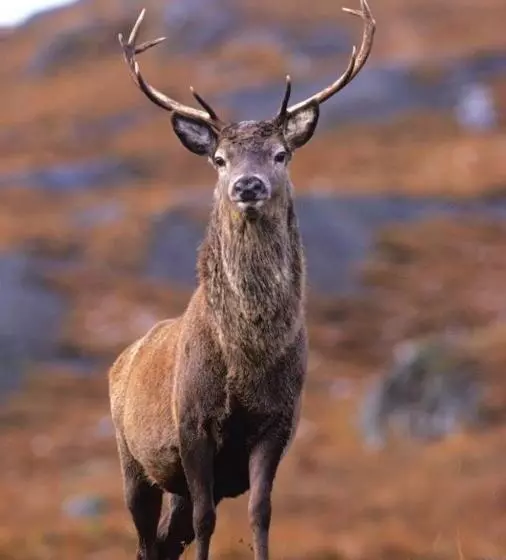 فندق Eilean Iarmain