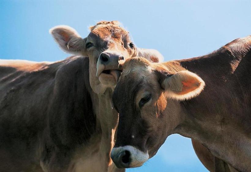 هتل Landhaus Säntis Herisau