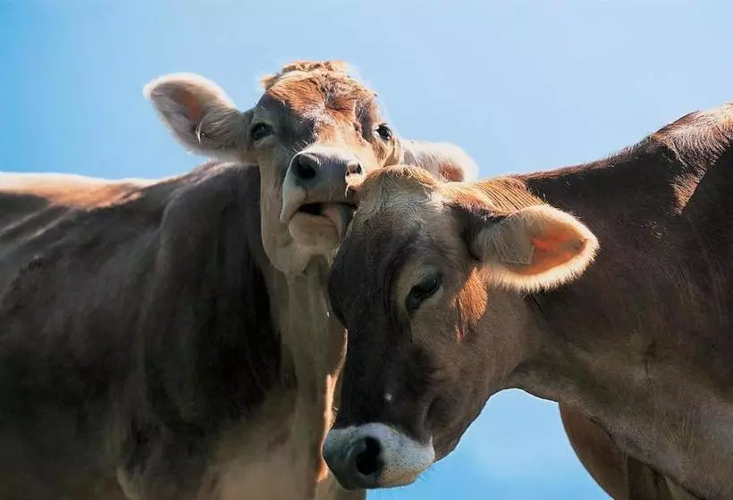 Отель Landhaus Säntis Herisau