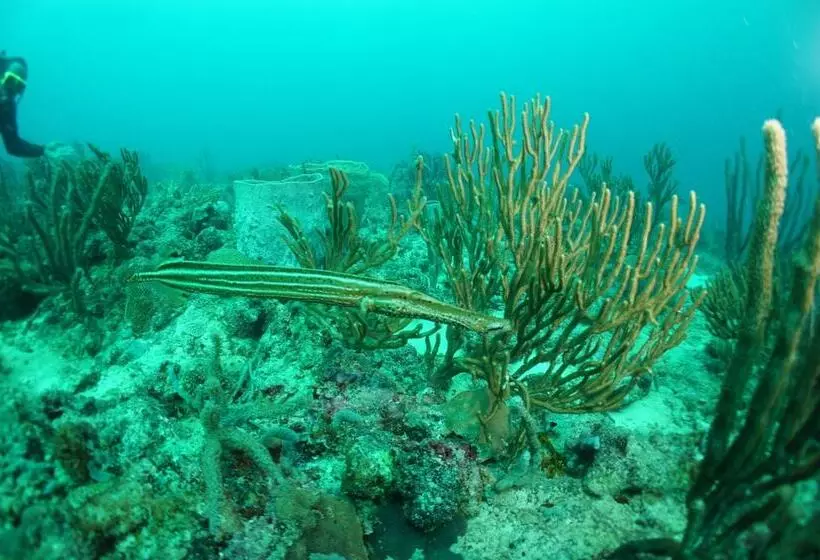 هتل True Blue Bay Resort