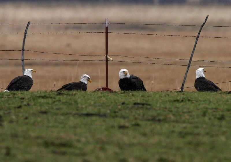 Otel Carson Valley Inn