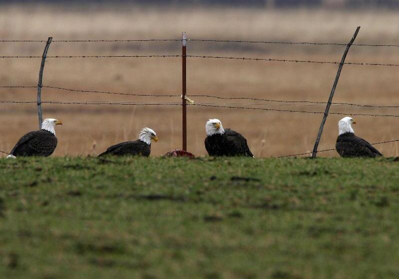 Otel Carson Valley Inn
