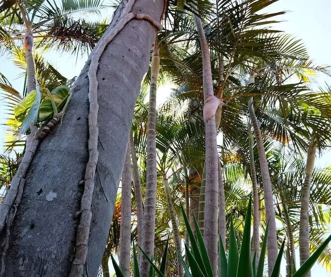 Sapphire Palms Motel