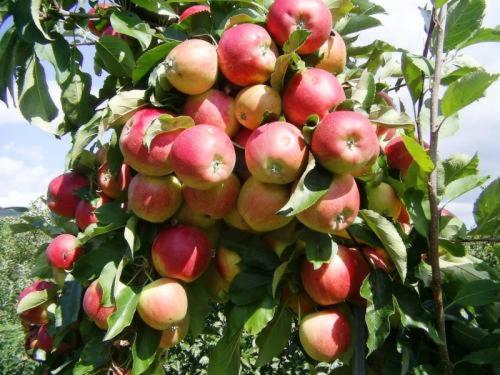 Donau Rad Hotel Wachauerhof