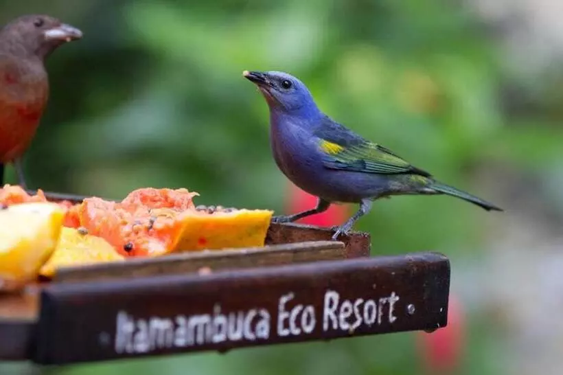 Itamambuca Eco Resort
