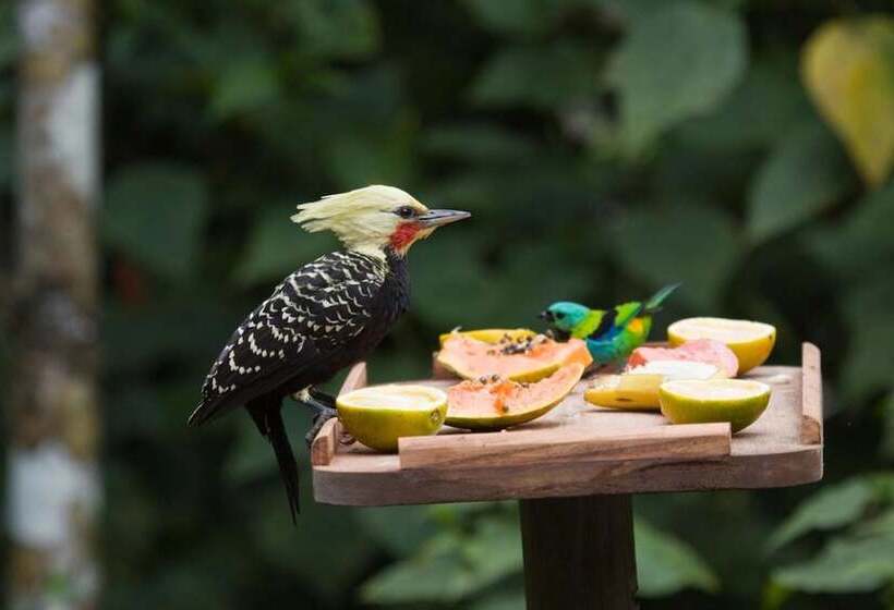 Itamambuca Eco Resort