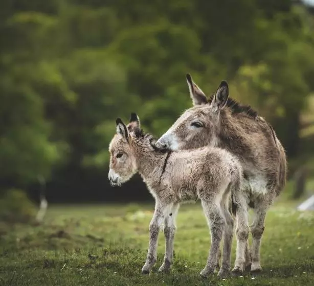 Отель Moorhill House Bed & Breakfast