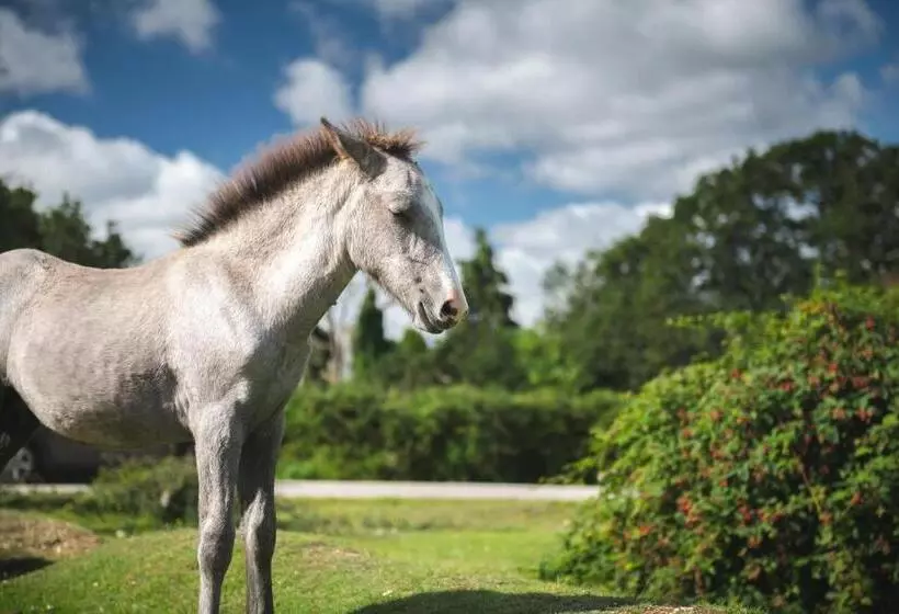 Отель Moorhill House Bed & Breakfast