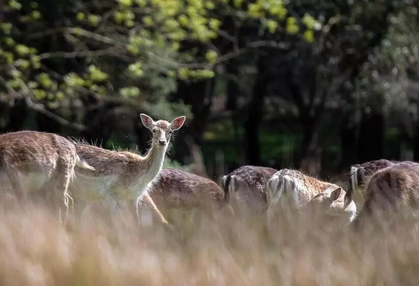 Отель Moorhill House Bed & Breakfast